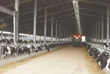 Khám phá bữa ăn với hàng chục nguyên liệu khoái khẩu của bò sữa TH true MILK