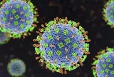 Bộ Y tế cảnh báo nguy cơ từ virus Nipah: Chưa có vắc xin, tỉ lệ tử vong cao