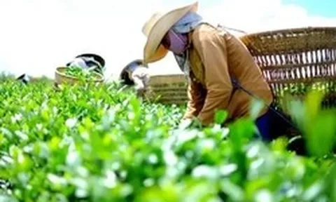 Xuất khẩu nông sản Việt 'ngấm đòn' chiến sự Trung Đông