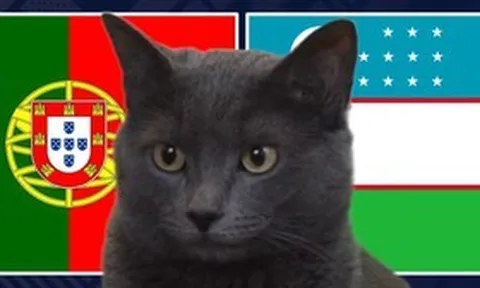 Mèo "tiên tri" dự đoán trận Bồ Đào Nha vs Uzbekistan: Không biết nói dối