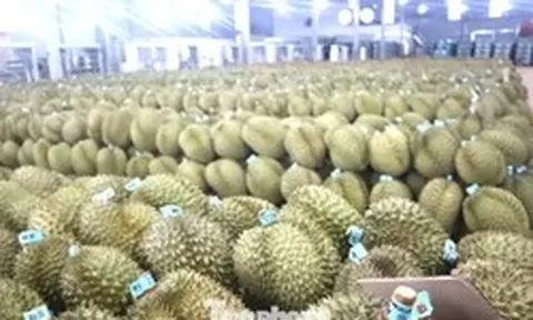 350.000 tấn sầu riêng Đắk Lắk nguy cơ bị 'tuýt còi' xuất khẩu