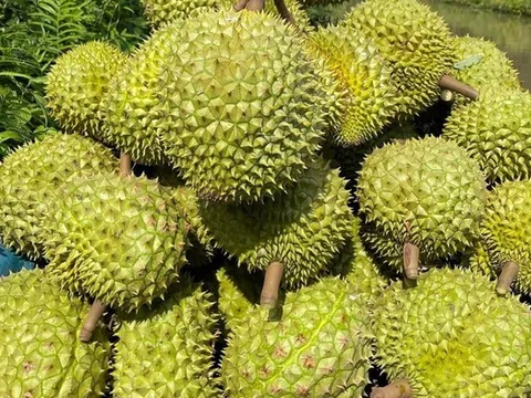 Xuất khẩu nông lâm thủy sản quý I/2025 tăng trưởng hai chữ số