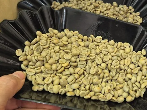 Giá cà phê hôm nay 4-3: Quay đầu giảm, Trung Quốc tăng mua cà phê