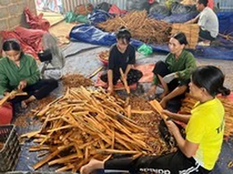 Loại cây “thơm từ gốc đến ngọn” phủ kín 1.400ha ở một xã, doanh thu 4 tỷ/năm