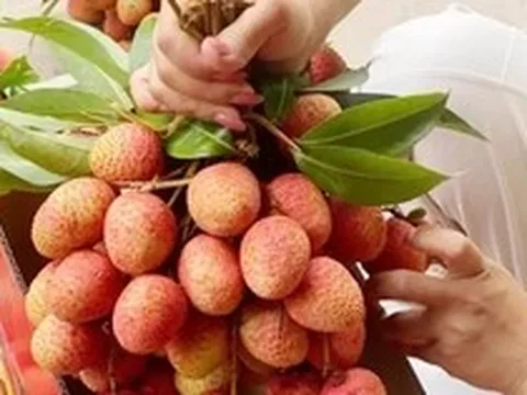 Kỷ lục: 300.000 đồng/kg vải thiều bán tại vườn