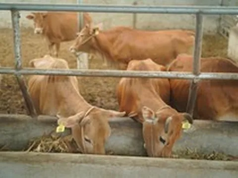 Bò H’Mông đối đầu “truyền thuyết” bò Wagyu, trâu đông lạnh Ấn Độ xoa dịu hầu bao khách hàng trong nước
